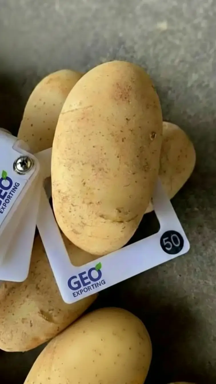 Egyptian Fresh Potatoes — Washed Export Grade