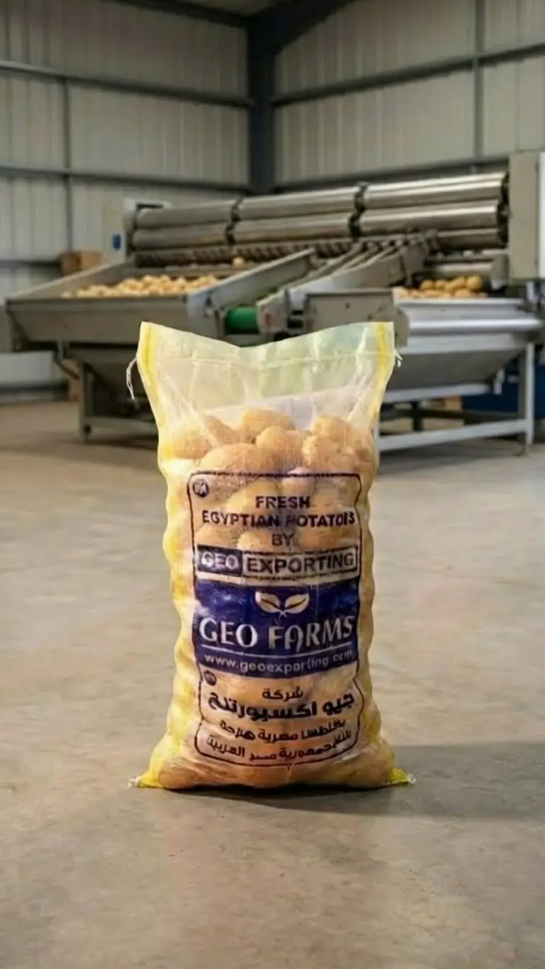 Egyptian Fresh Potatoes — Washed Export Grade — 2