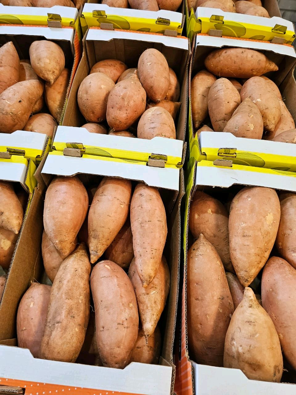 Egyptian Fresh Sweet Potatoes — Beauregard Export Grade — 2