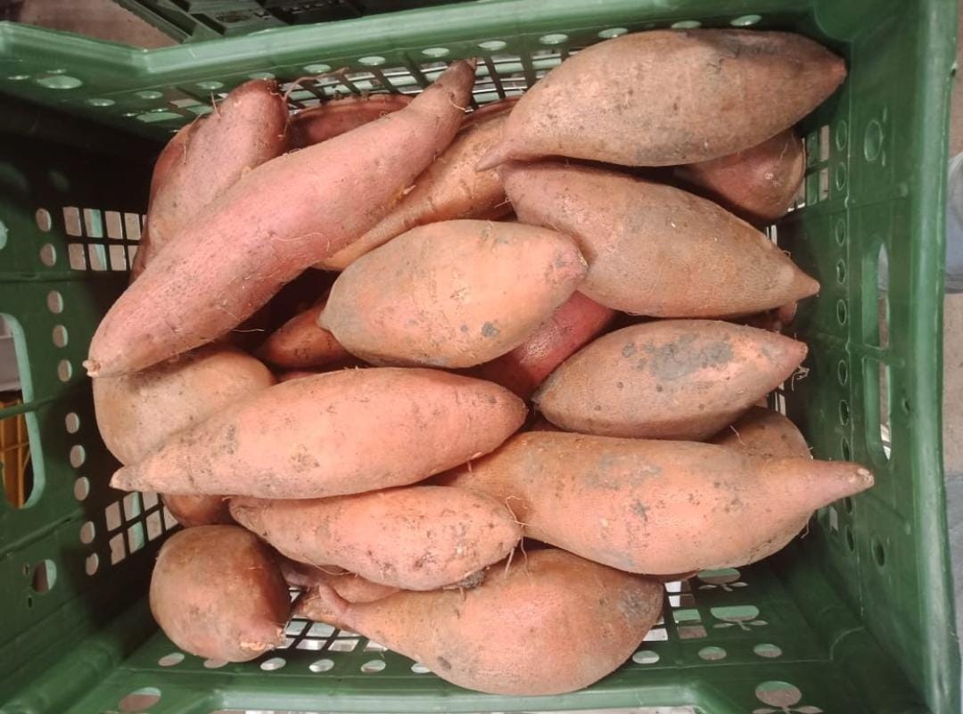 Egyptian Fresh Sweet Potatoes — Beauregard Export Grade — 3