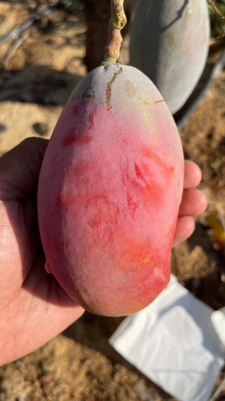 Egyptian Fresh Mangoes — Keitt / Naomi / Kent Export Grade