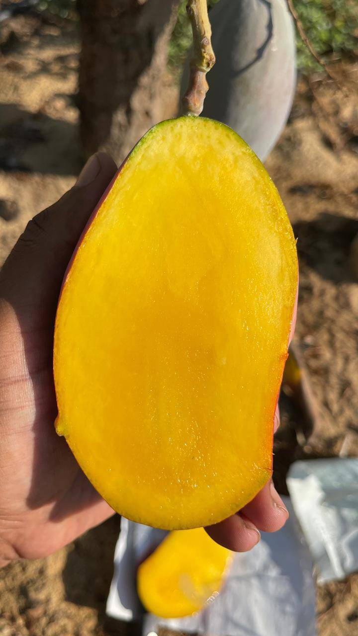 Egyptian Fresh Mangoes — Keitt / Naomi / Kent Export Grade — 2
