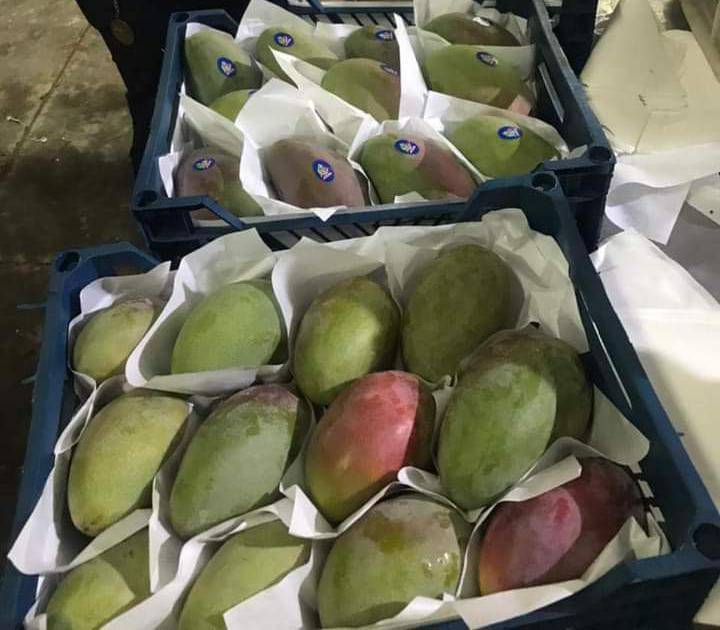 Egyptian Fresh Mangoes — Keitt / Naomi / Kent Export Grade — 3