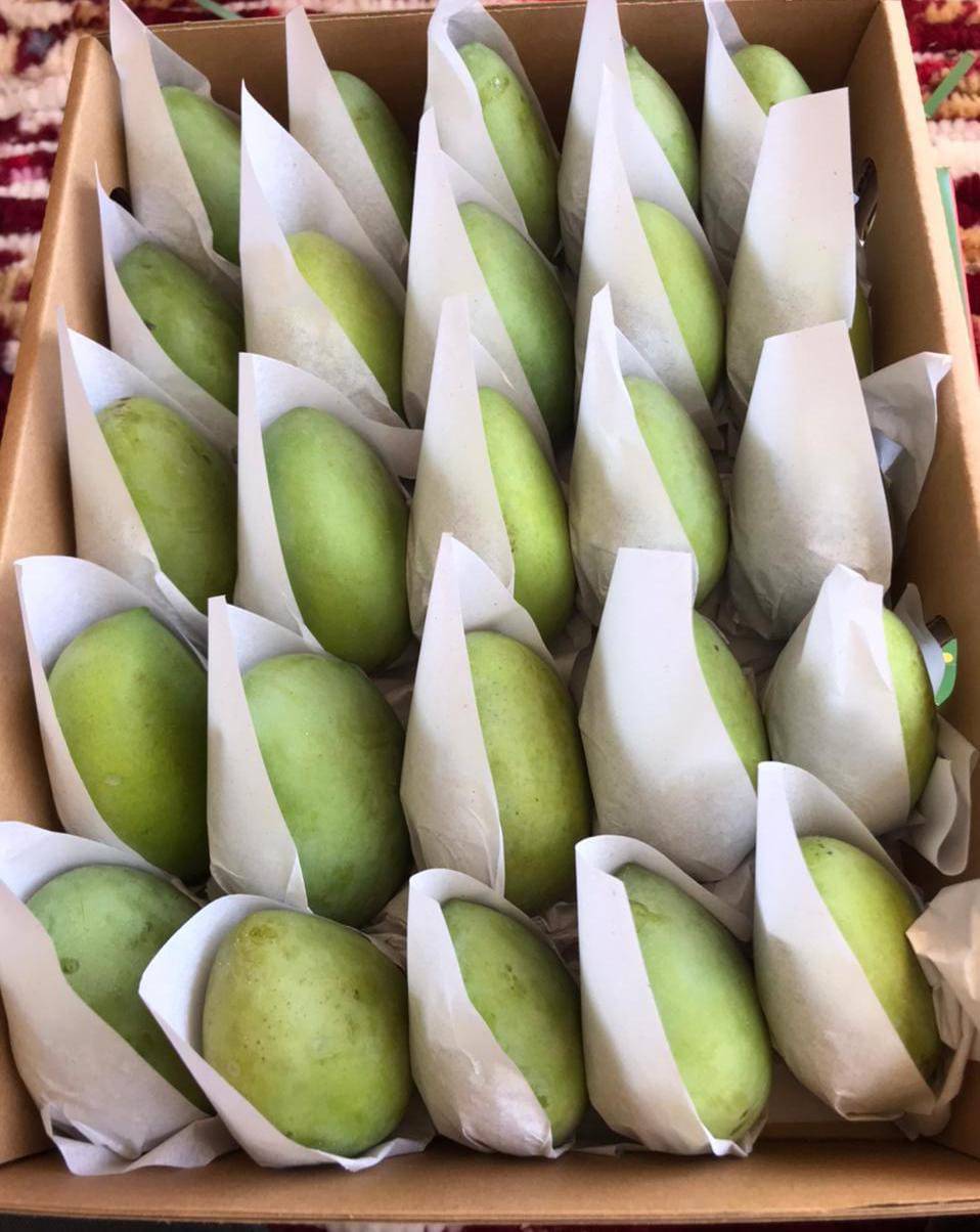 Egyptian Fresh Mangoes — Keitt / Naomi / Kent Export Grade — 4