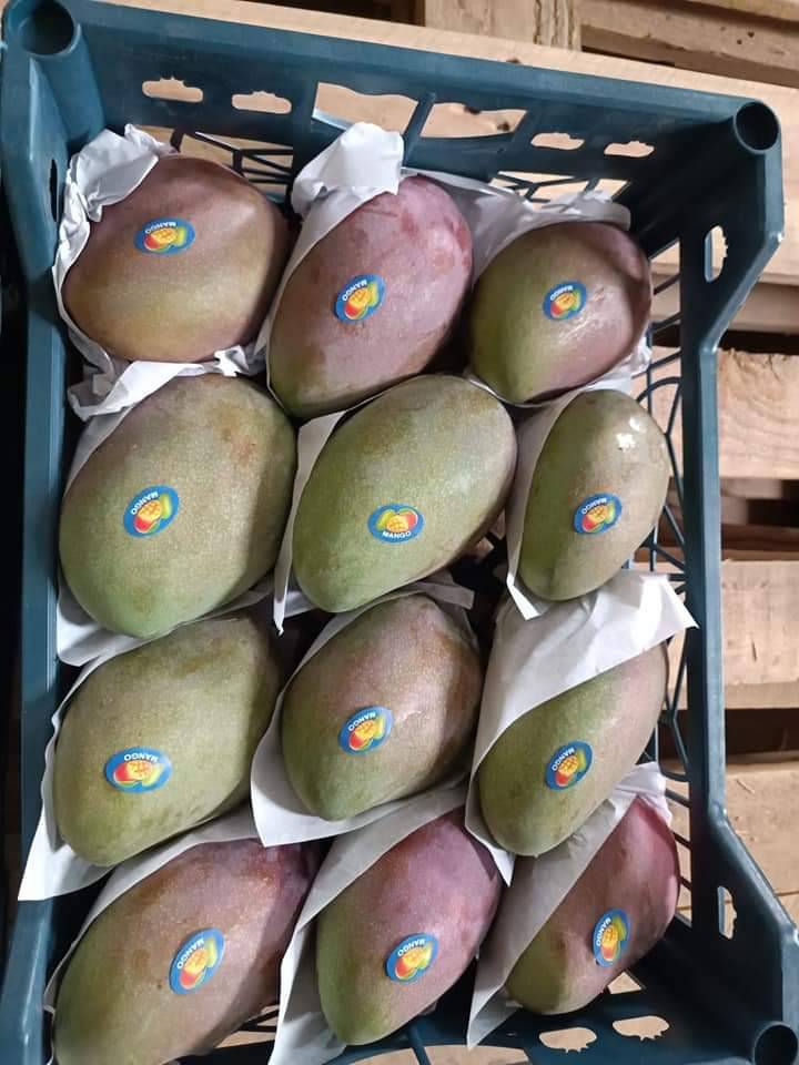Egyptian Fresh Mangoes — Keitt / Naomi / Kent Export Grade — 5
