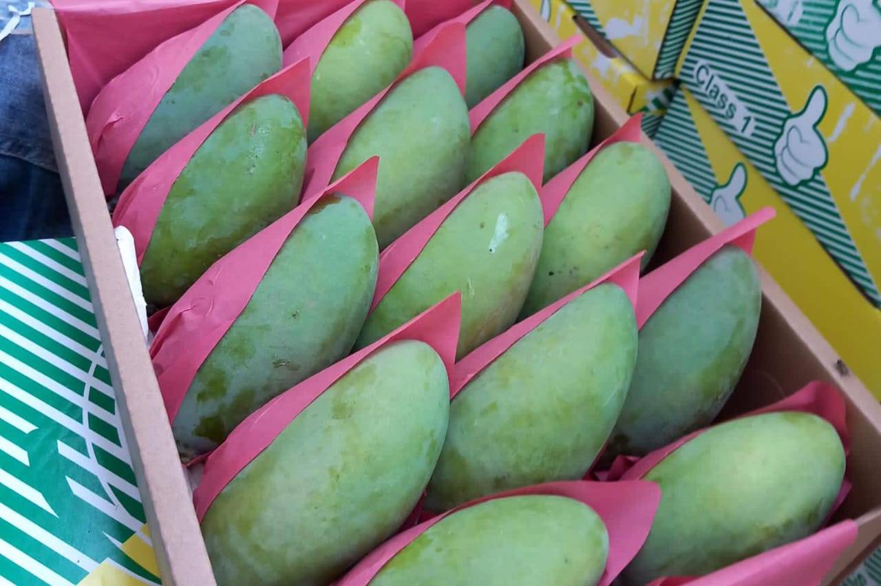 Egyptian Fresh Mangoes — Keitt / Naomi / Kent Export Grade — 6