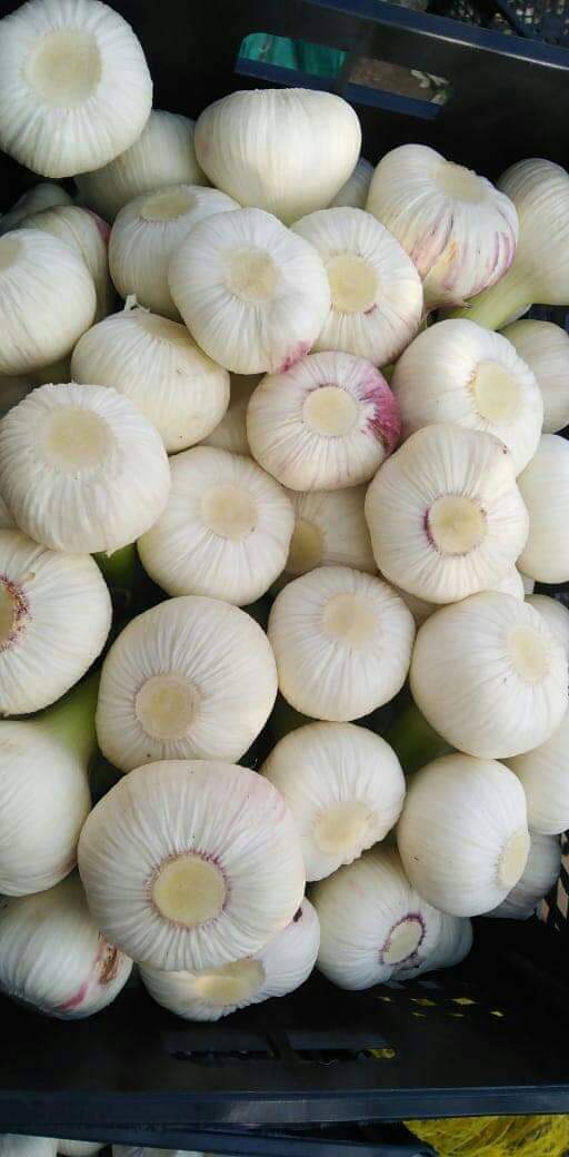 Egyptian Fresh Garlic — White Garlic Export Grade