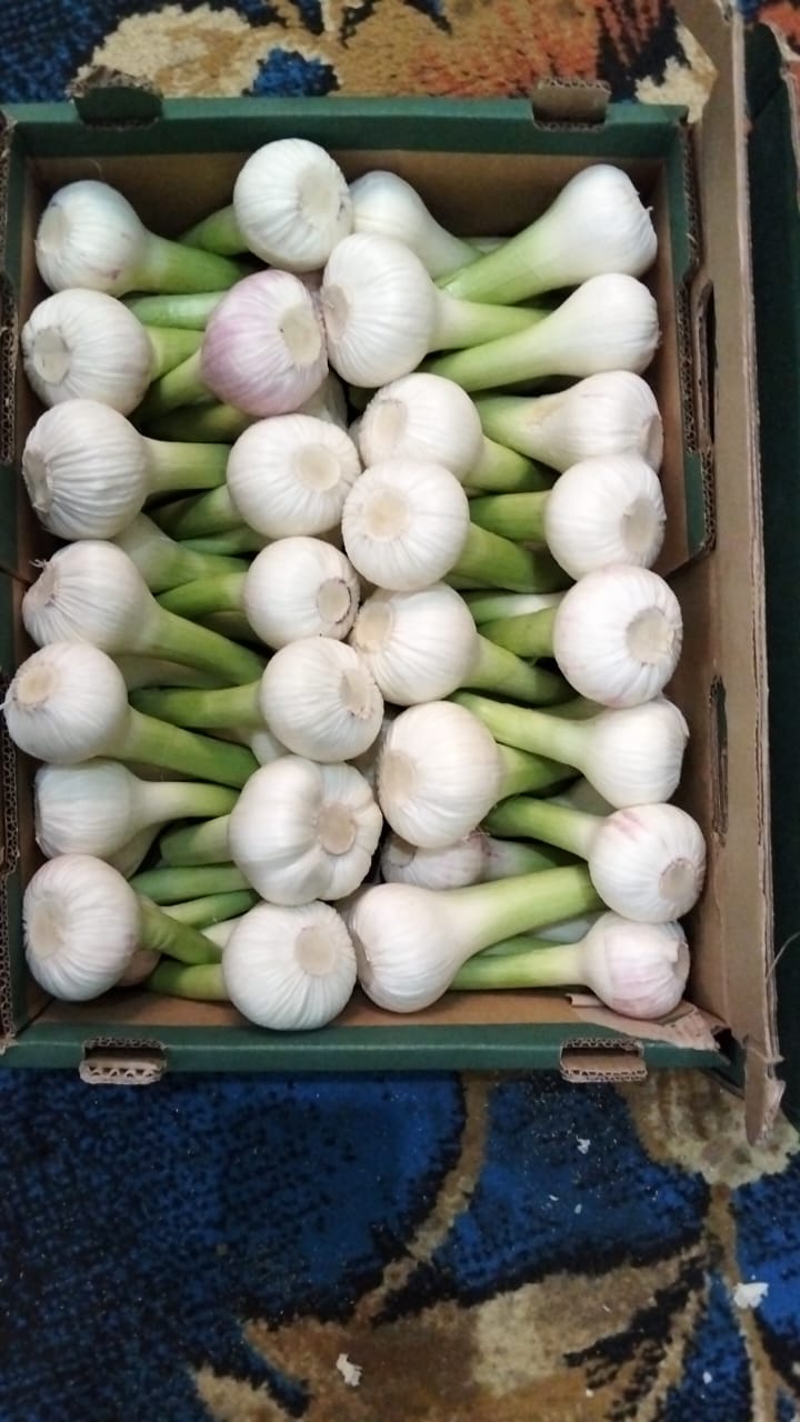 Egyptian Fresh Garlic — White Garlic Export Grade — 2