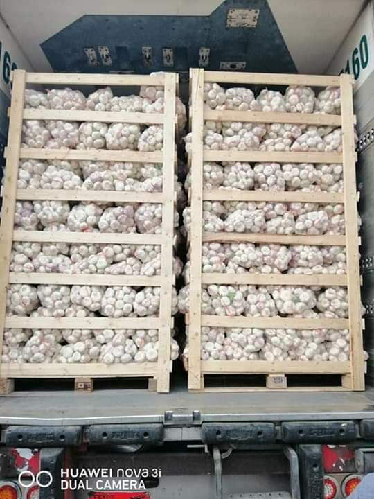 Egyptian Fresh Garlic — White Garlic Export Grade — 3