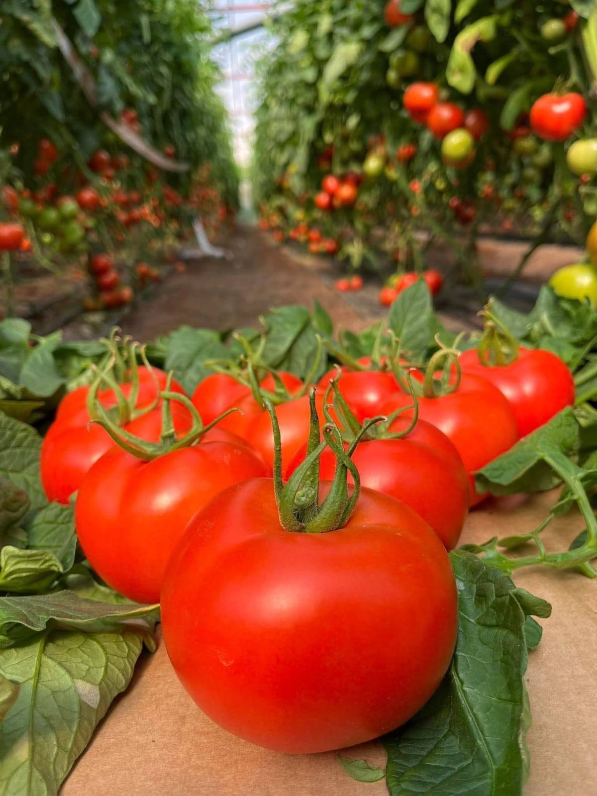 Egyptian Fresh Tomatoes — Export Grade