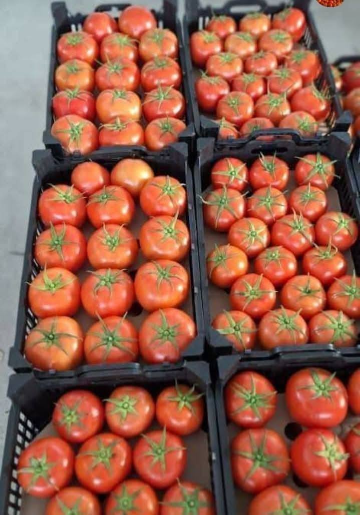 Egyptian Fresh Tomatoes — Export Grade — 2