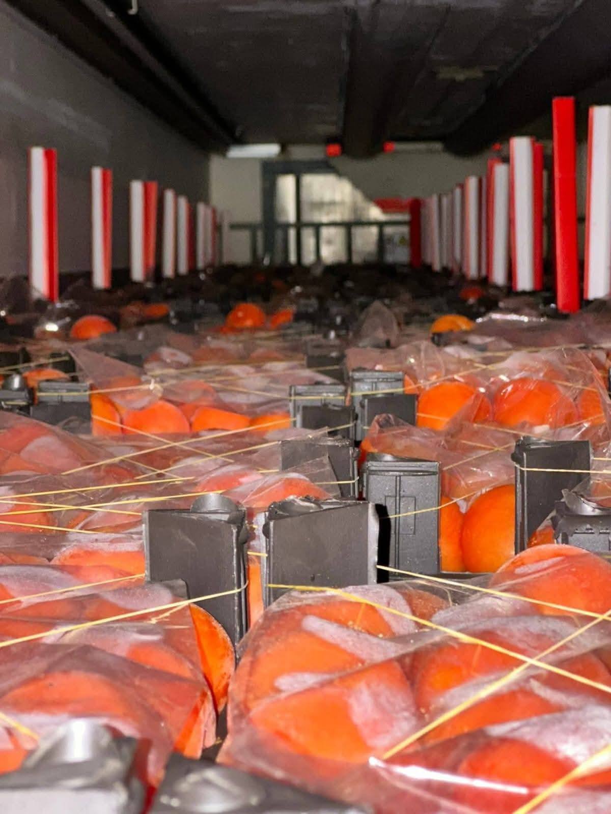 Egyptian Fresh Tomatoes — Export Grade — 3